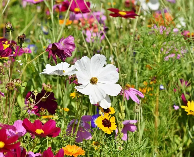 what are wildflowers