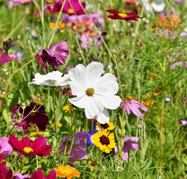 what are wildflowers