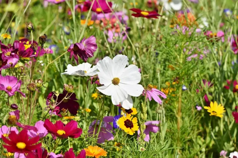 what are wildflowers