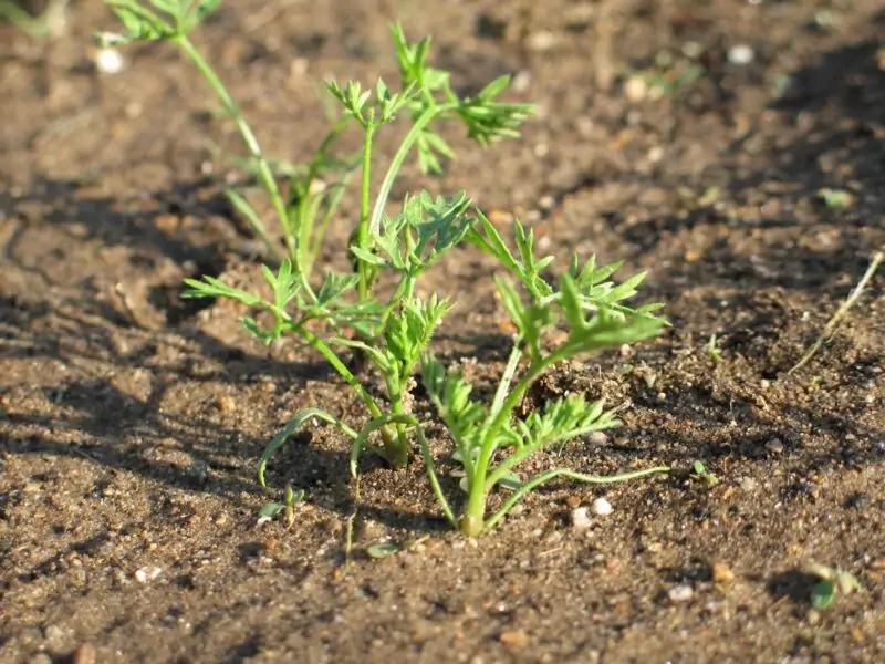 carrot sprouts look like