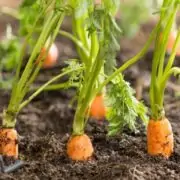 plant carrot sprout