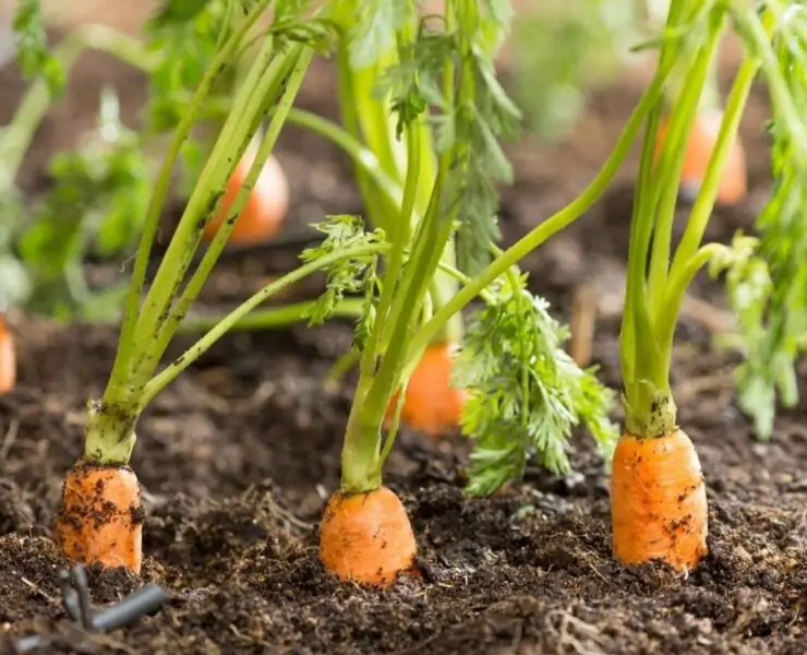 plant carrot sprout