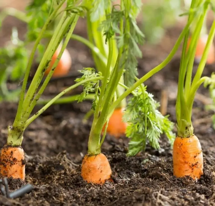 plant carrot sprout