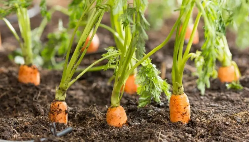 plant carrot sprout