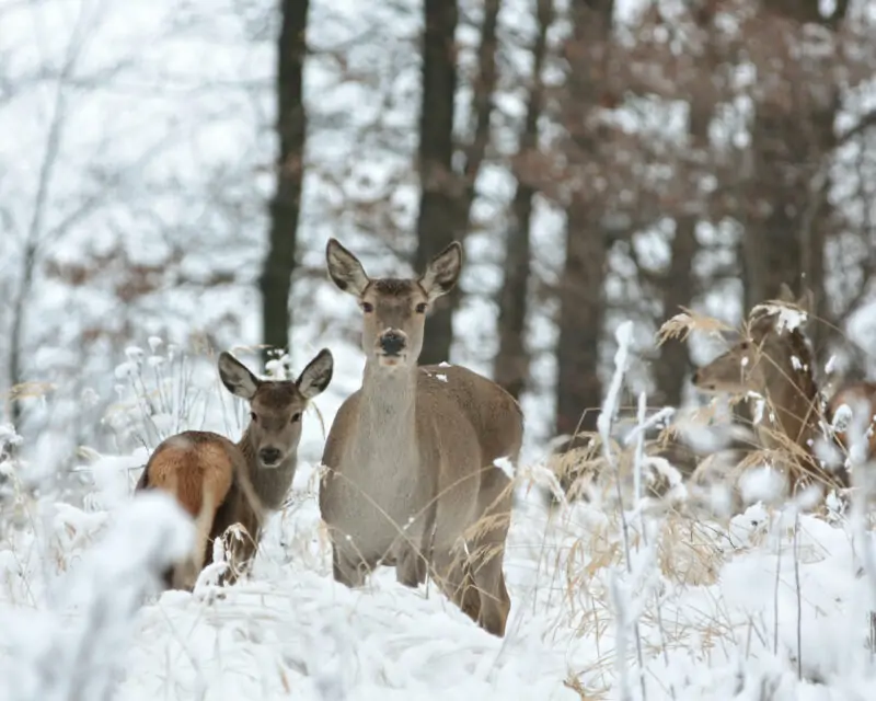What Do Deer Eat in The Winter