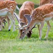 what do deers eat