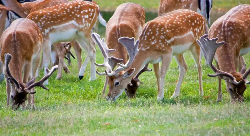 what do deers eat