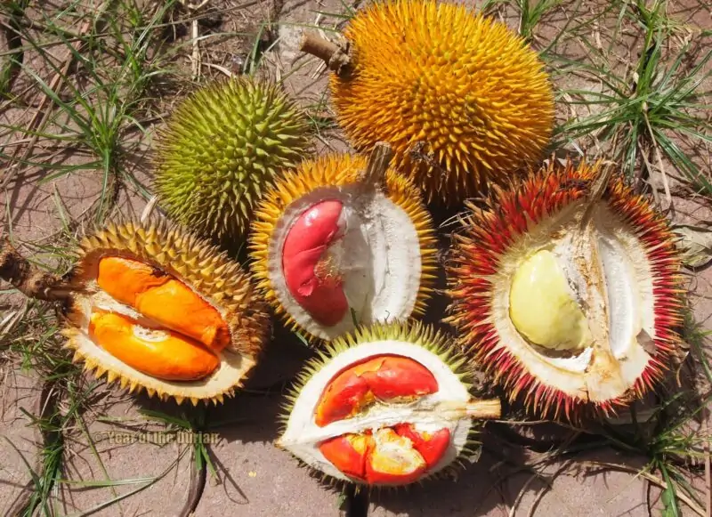 Varieties of Durian Fruit