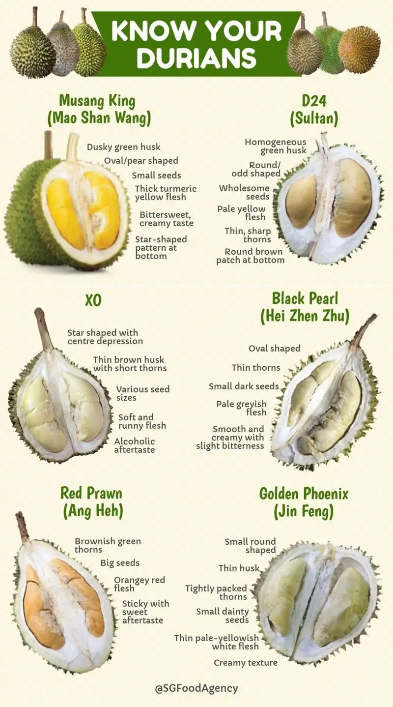 Varieties of Durian Fruit chart