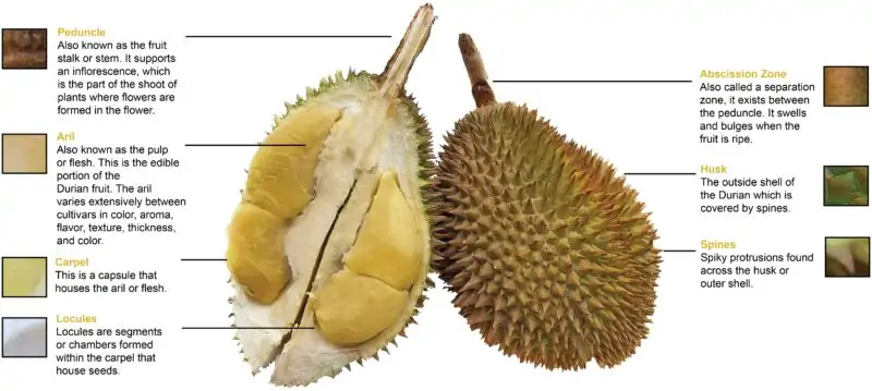 durian structire