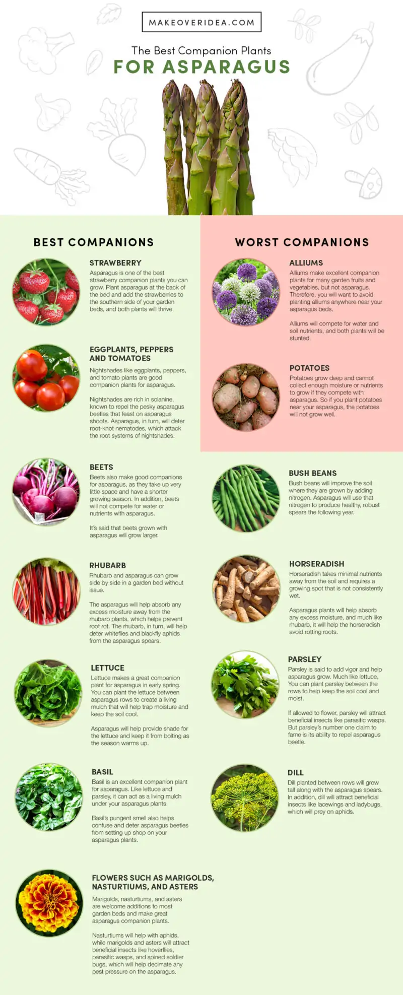 companion plants asparagus infographic