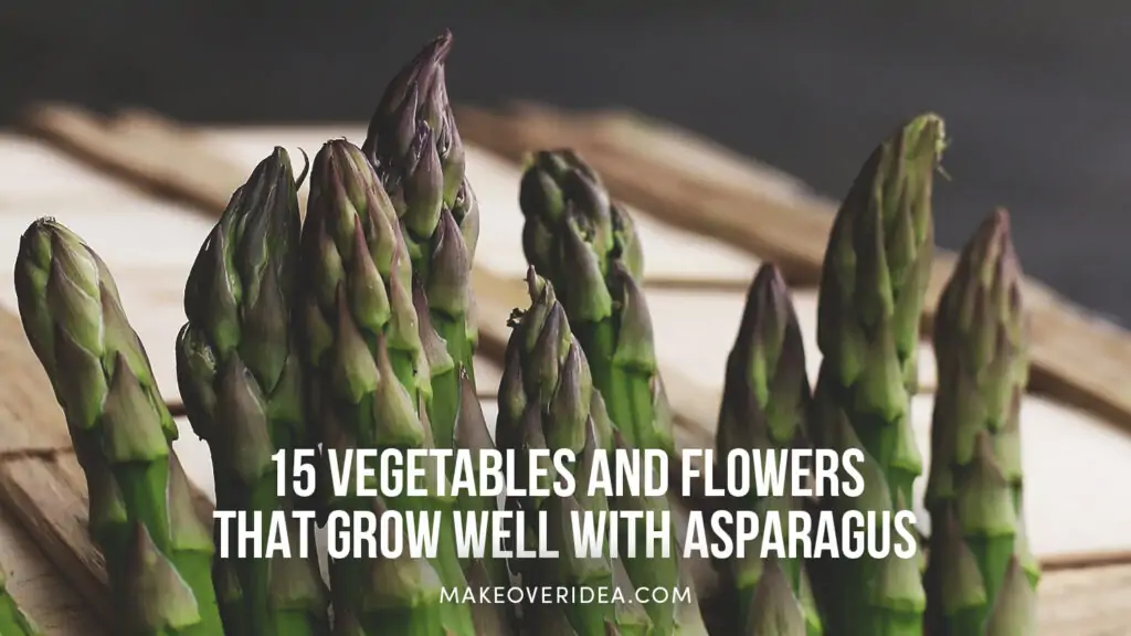companion plants for asparagus