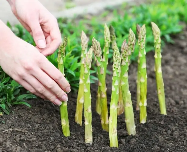 growing asparagus