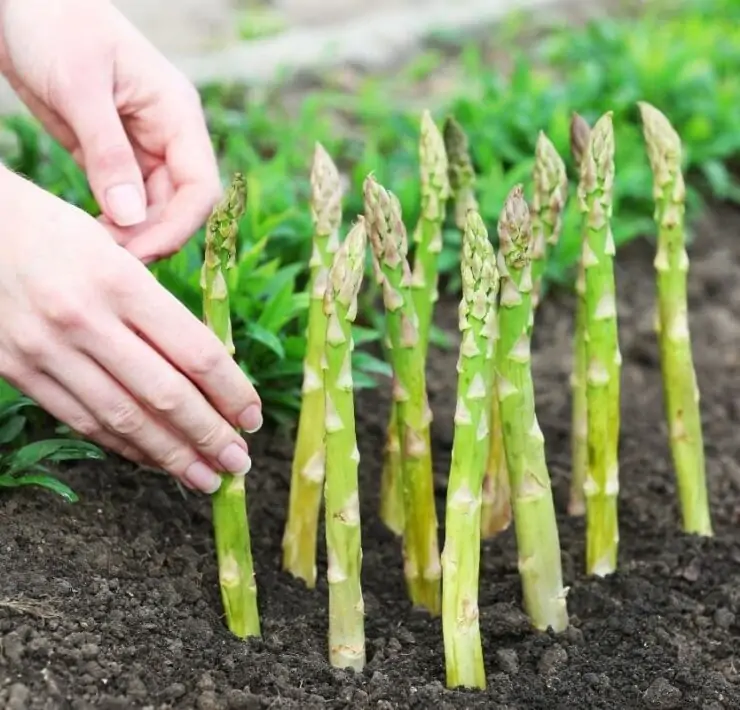 growing asparagus