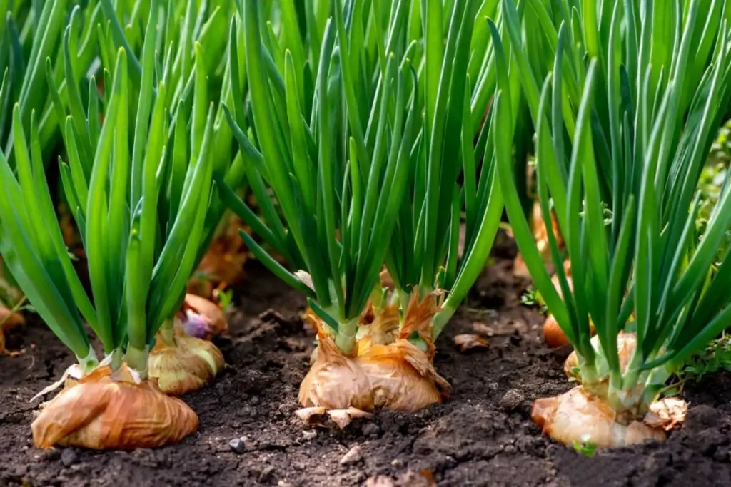 onion planting