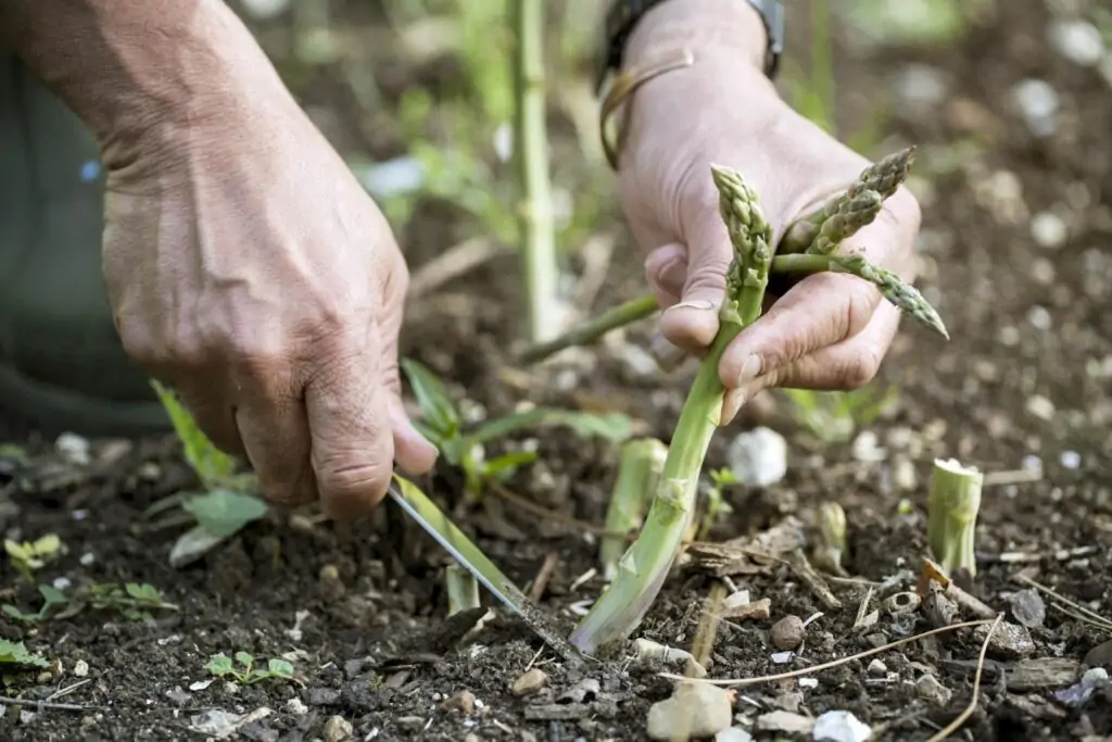 taking care for asparagus