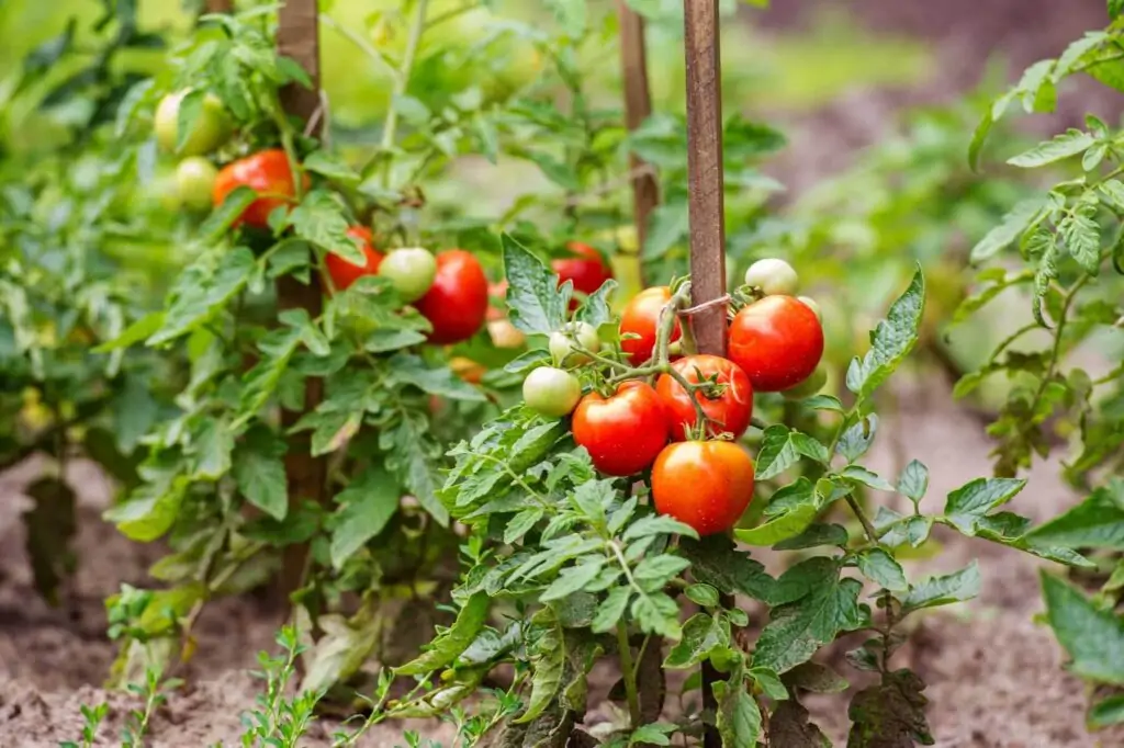 tomatos planting