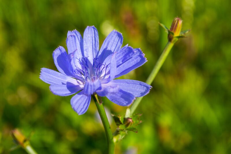 Use of Chicory