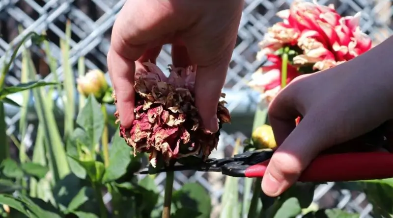 The Process of Deadheading a Plant