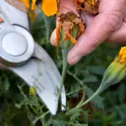 what is deadheading a plant