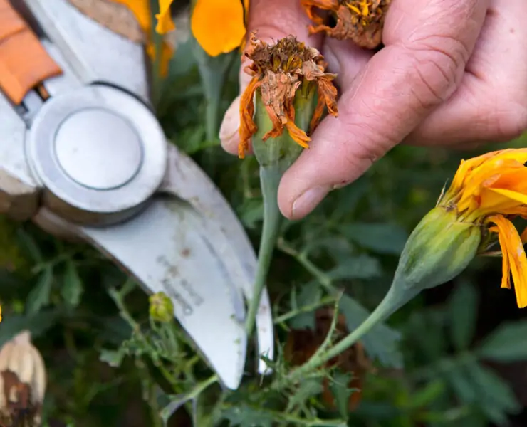 what is deadheading a plant