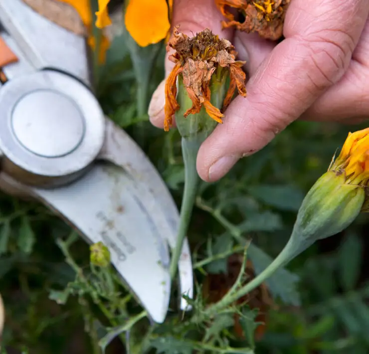 what is deadheading a plant