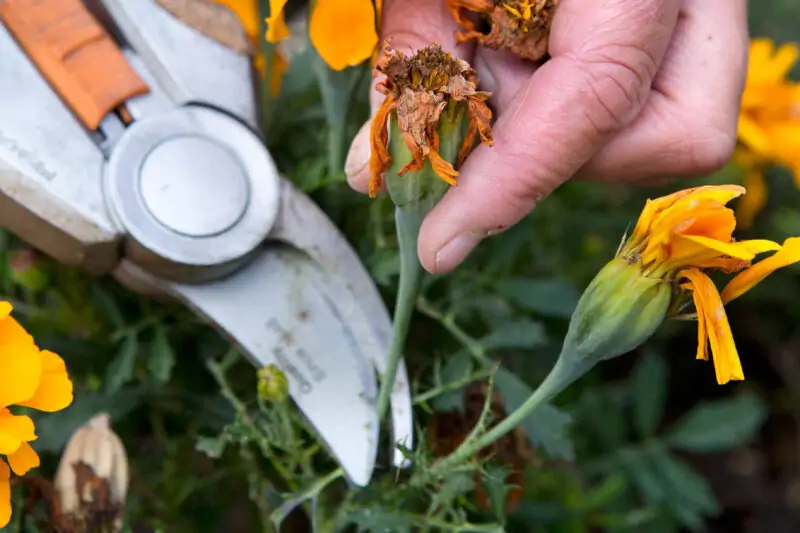 what is deadheading a plant