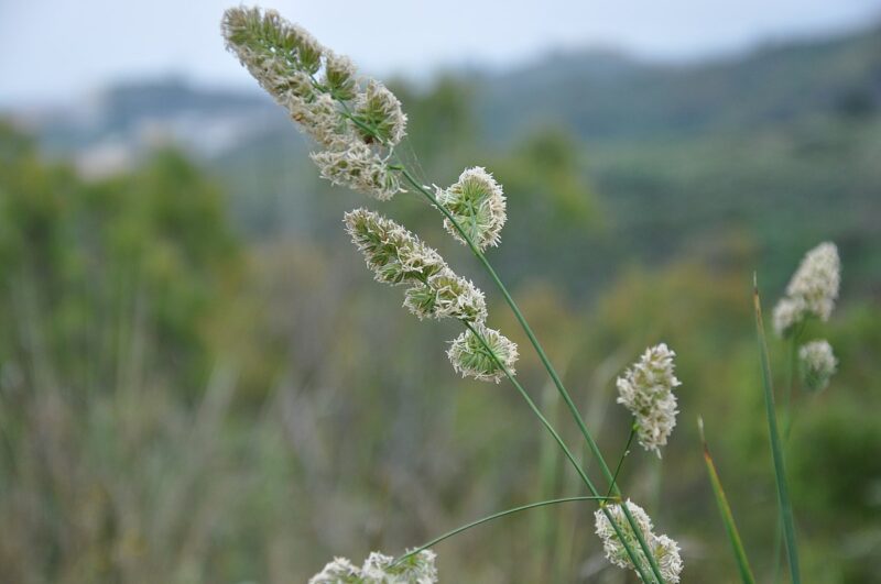 Understanding Dactylis Glomerata