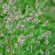 orchard grass