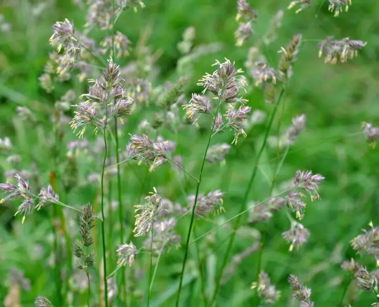 orchard grass