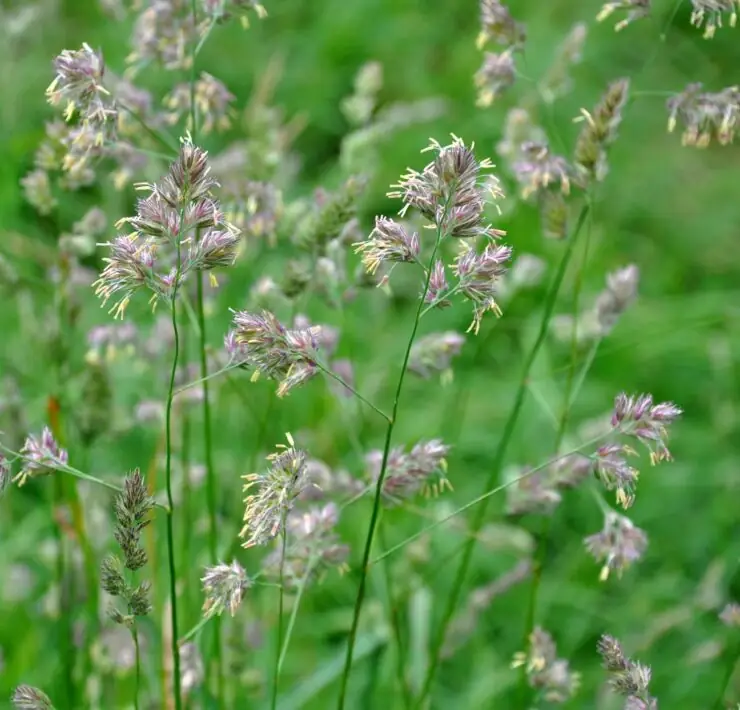 orchard grass