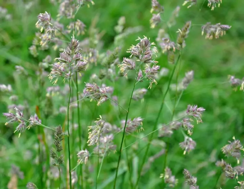 orchard grass