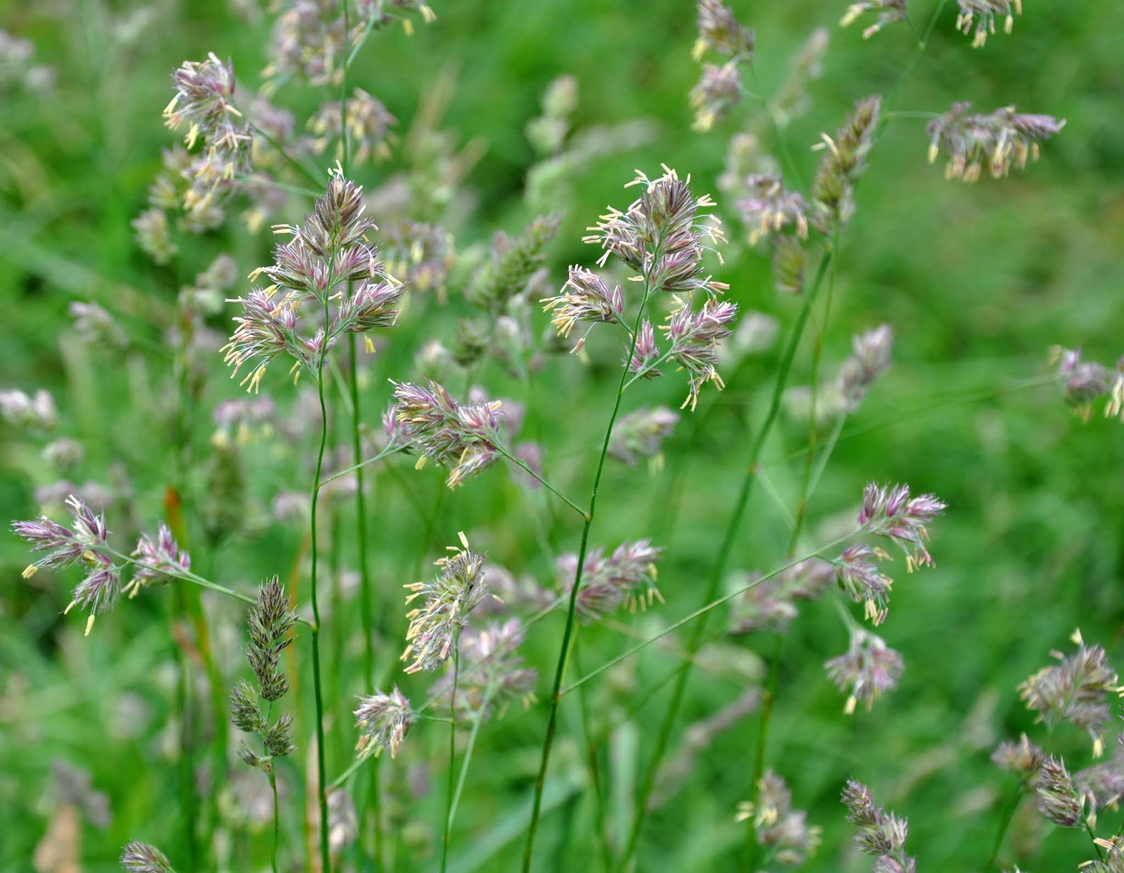 What is Orchard Grass An Essential Pasture Grass
