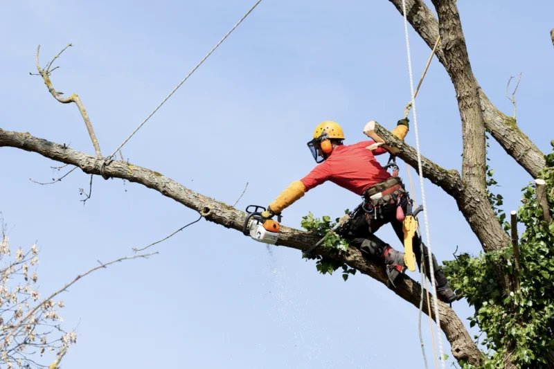 Safety Measures in Pruning