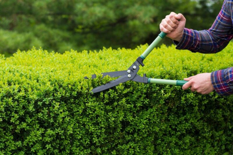 Type of Pruning