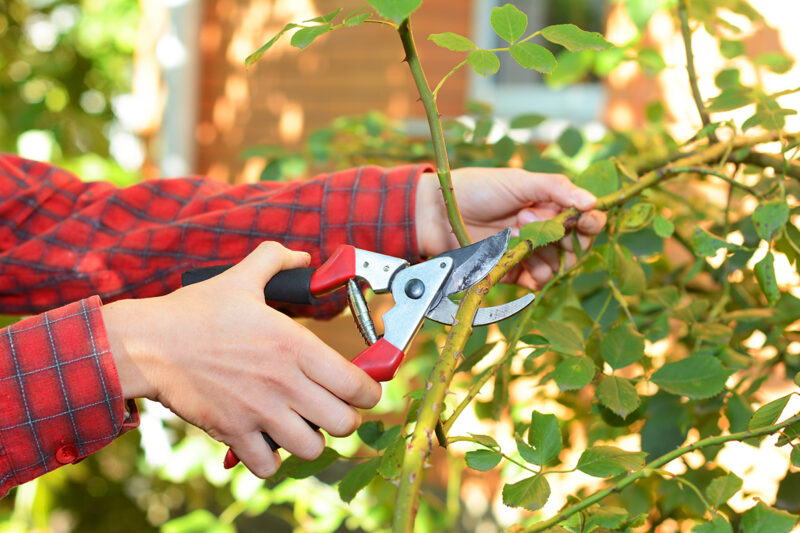 What is Pruning