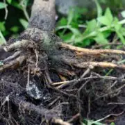 cannabis root rot