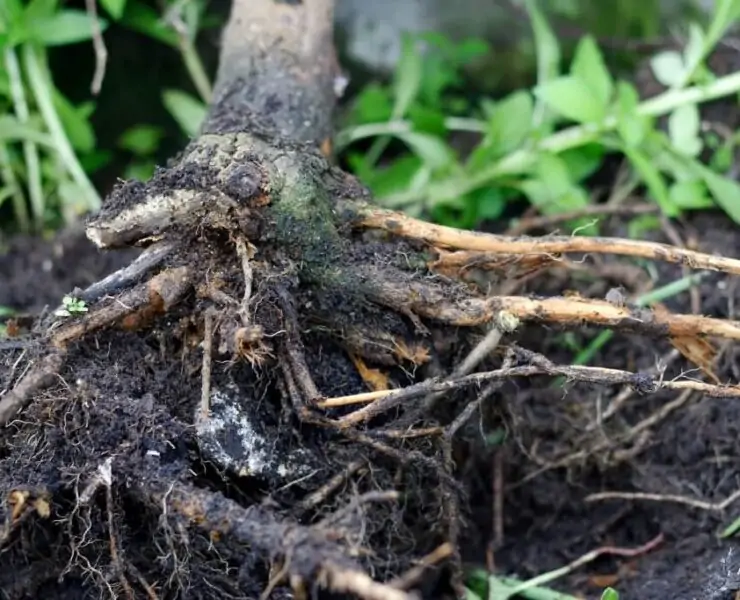 cannabis root rot