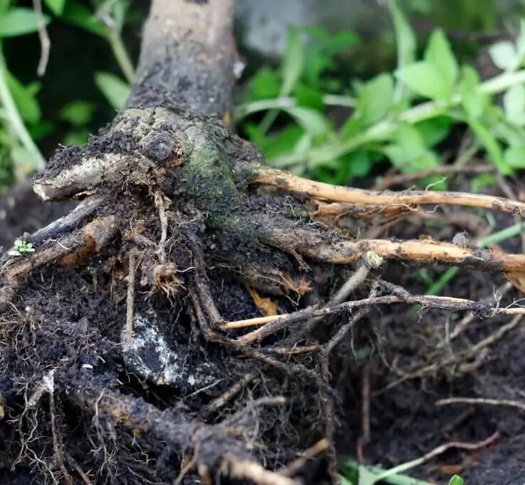 cannabis root rot