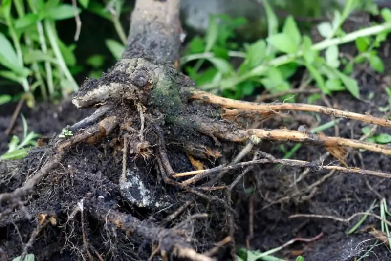 cannabis root rot