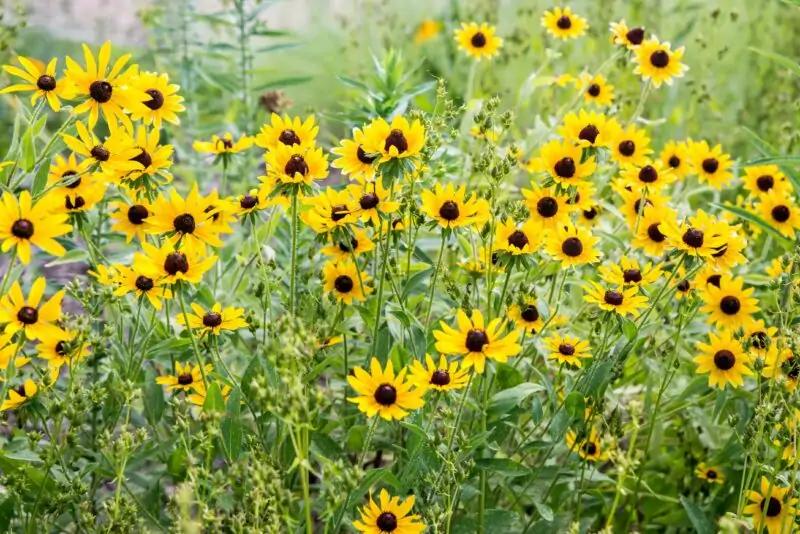 Black Eyed Susan