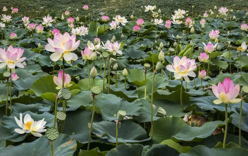 Water Lily