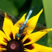 what plants attract dragonflies