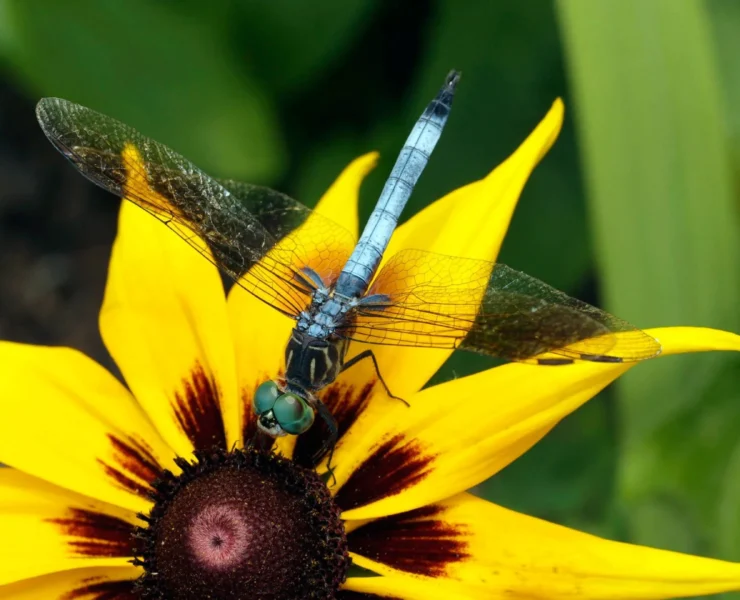 what plants attract dragonflies