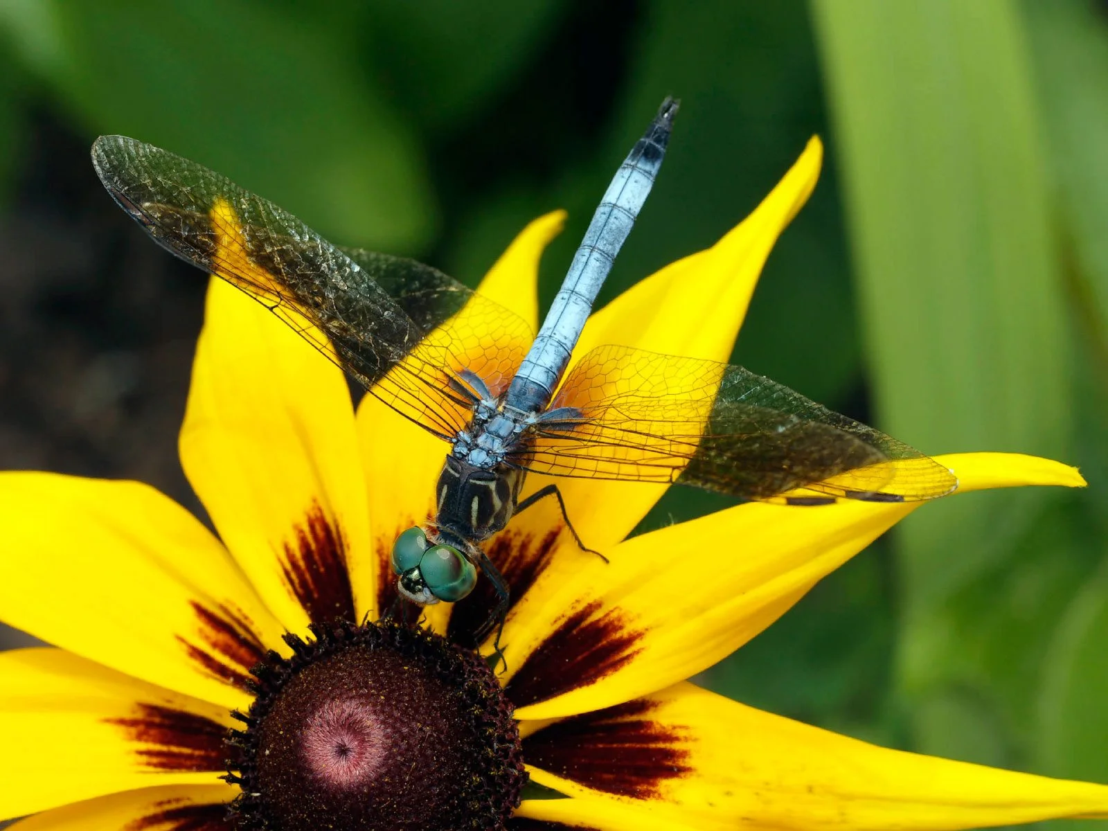 What Plants and Flowers Attract Dragonflies to Your Garden?