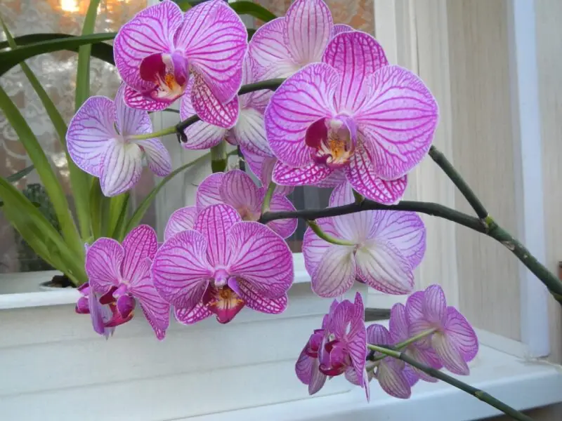 orchid Phalaenopsis