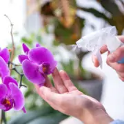 orchid flower watering process