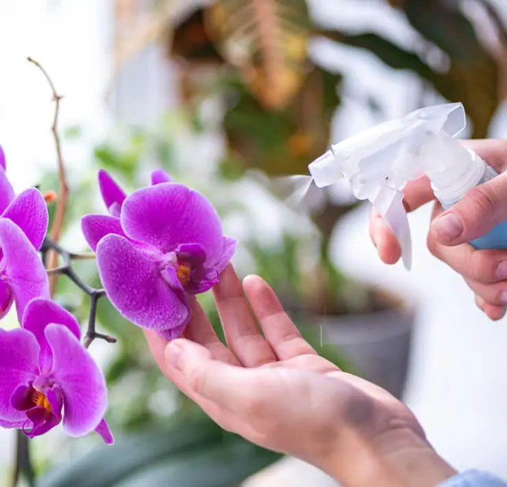 orchid flower watering process