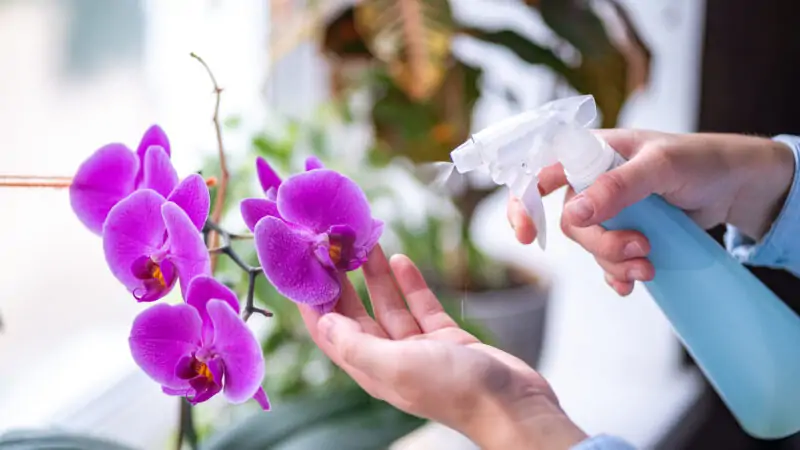 orchid flower watering process