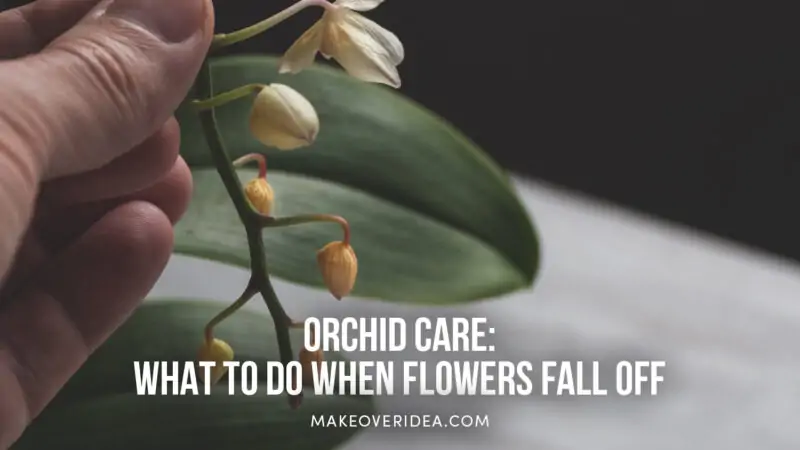 orchid flowers fall off